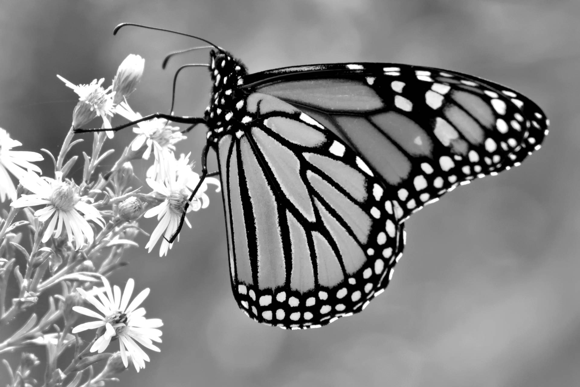 Papermoon Fototapete »Schmetterling Schwarz & Weiss« von Papermoon