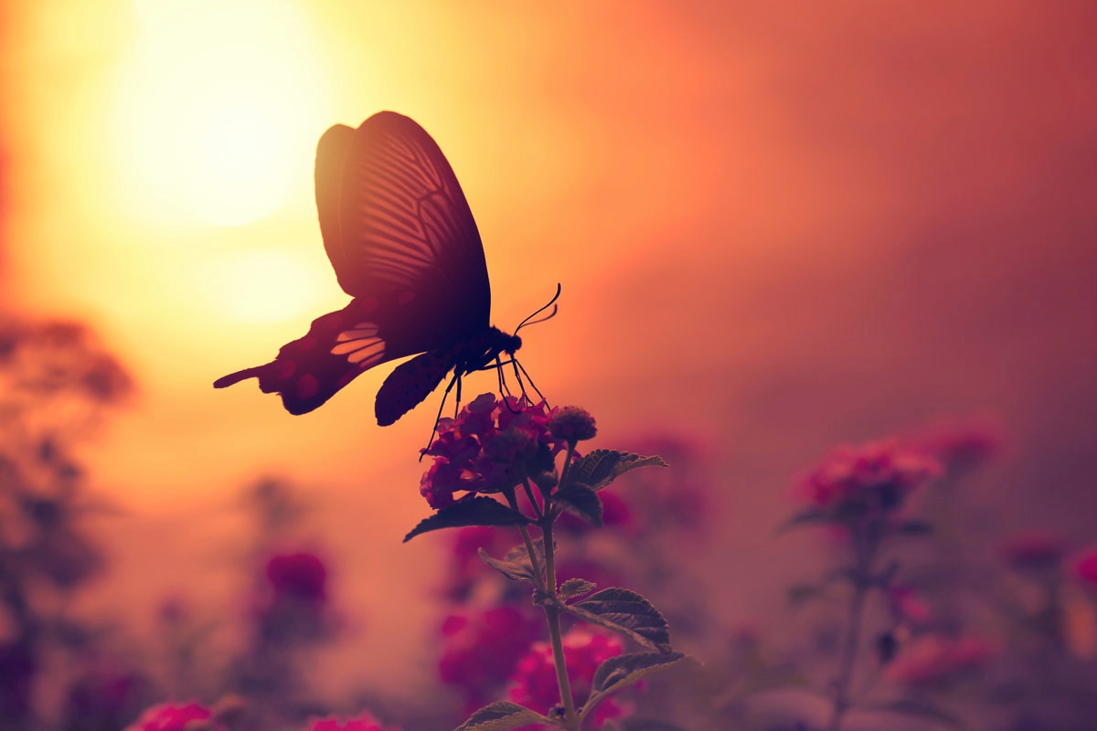Papermoon Fototapete »Schmetterling auf Blume« von Papermoon
