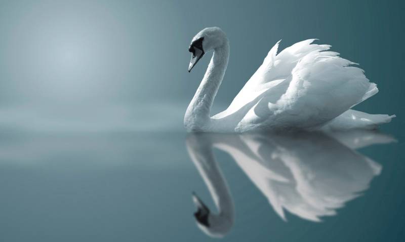 Papermoon Fototapete »Schwan im Wasser« von Papermoon