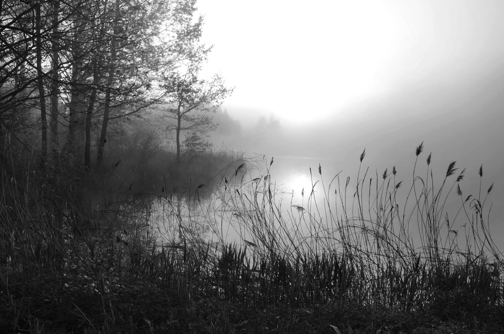 Papermoon Fototapete »See im Wald Schwarz & Weiss« von Papermoon