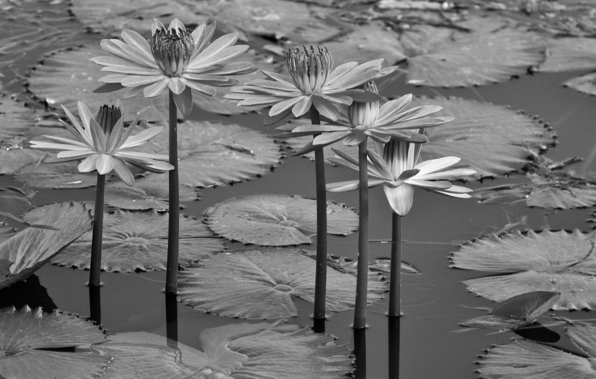 Papermoon Fototapete »Seerosen, Teich, Blüten, Blätter Schwarz & Weiss« von Papermoon