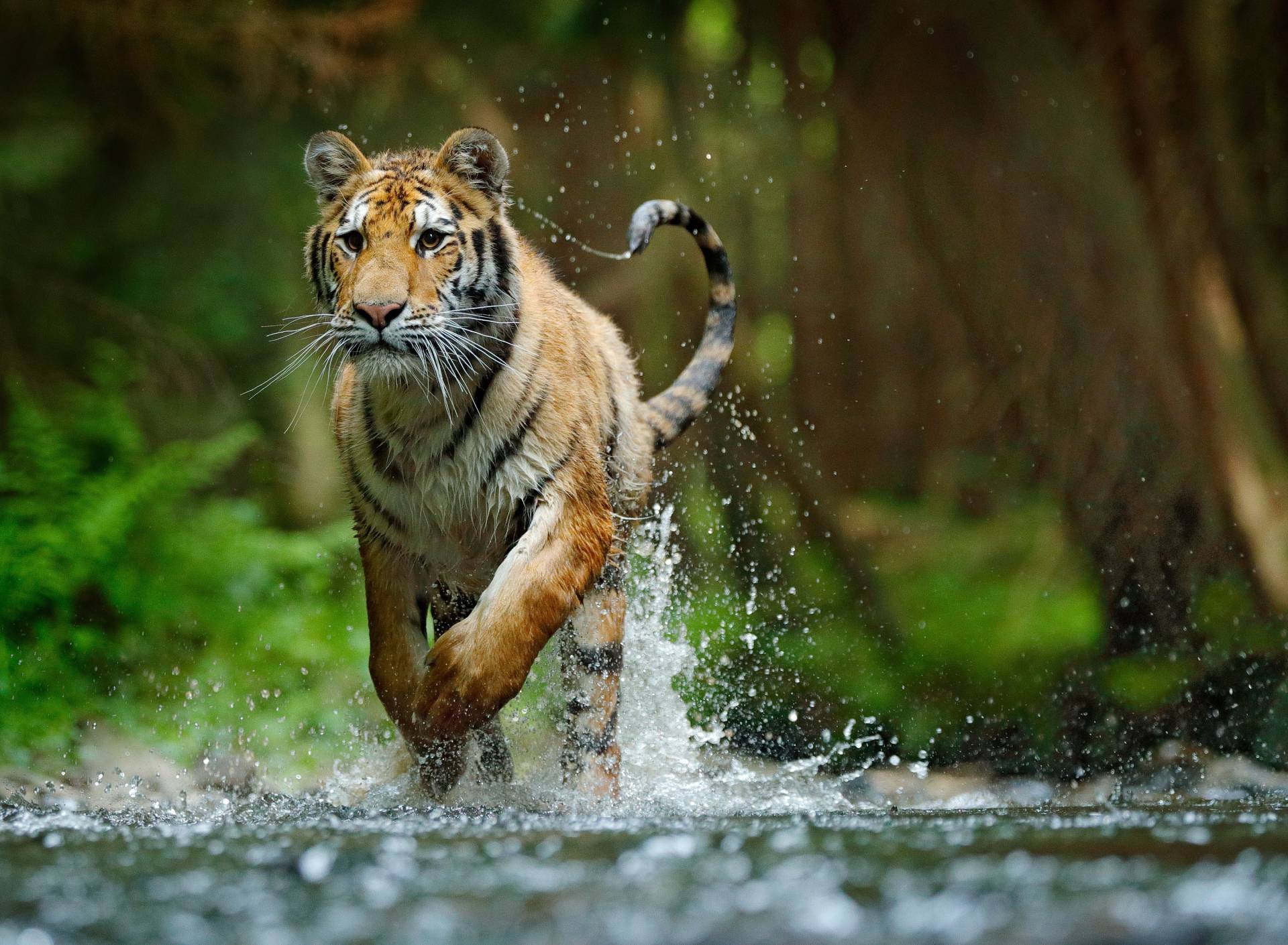 Papermoon Fototapete »Siberian Amur Tiger« Papermoon Fototapete »Siberian Amur Tiger« von Papermoon
