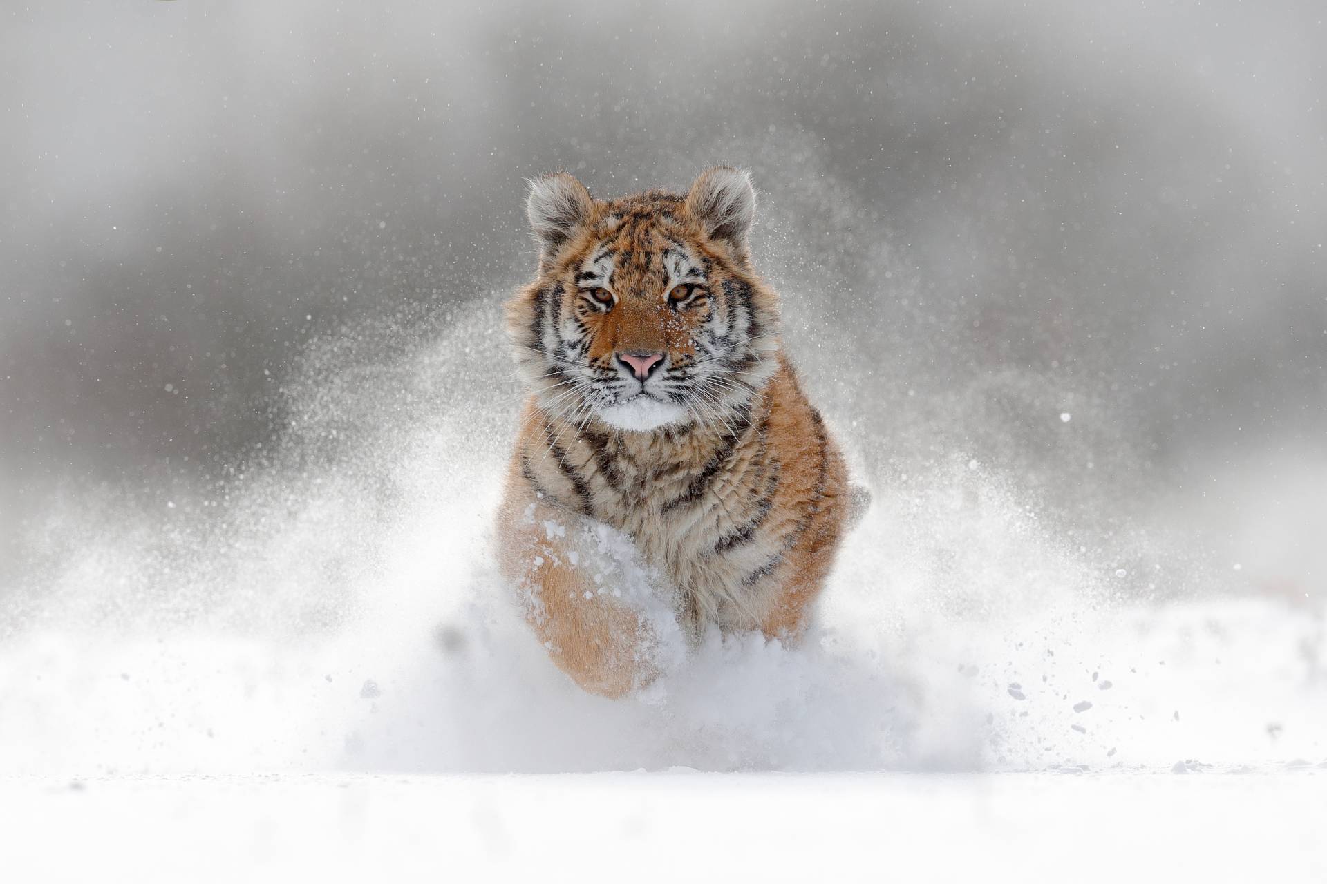 Papermoon Fototapete »Siberian Tiger« Papermoon Fototapete »Siberian Tiger« von Papermoon