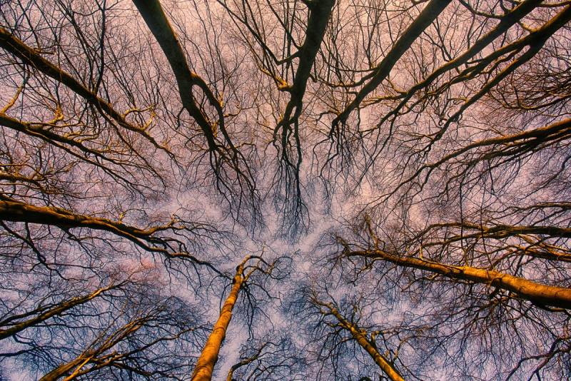 Papermoon Fototapete »Sonnenaufgang durch den Wald« von Papermoon