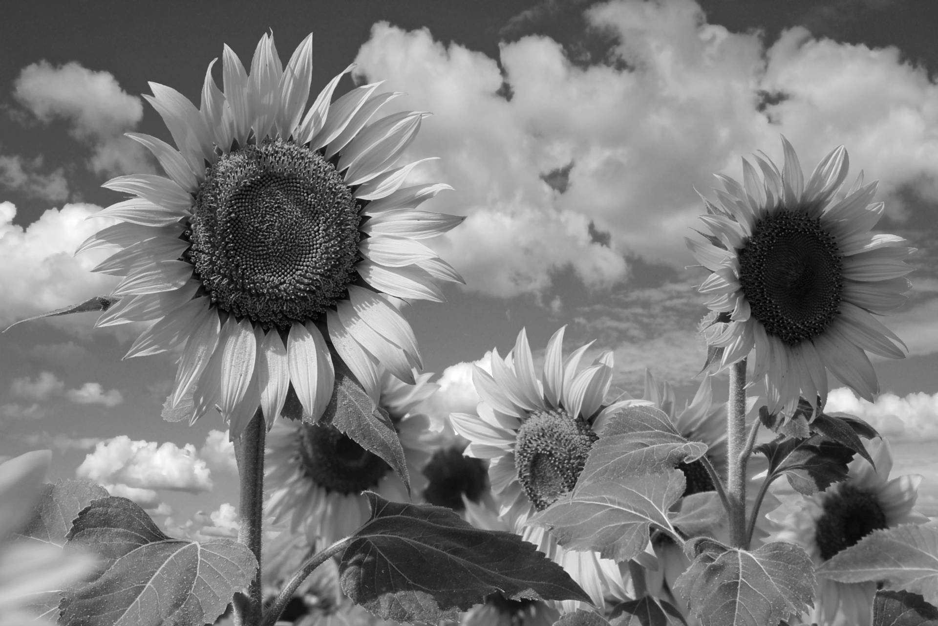 Papermoon Fototapete »Sonnenblume Schwarz & Weiss« von Papermoon