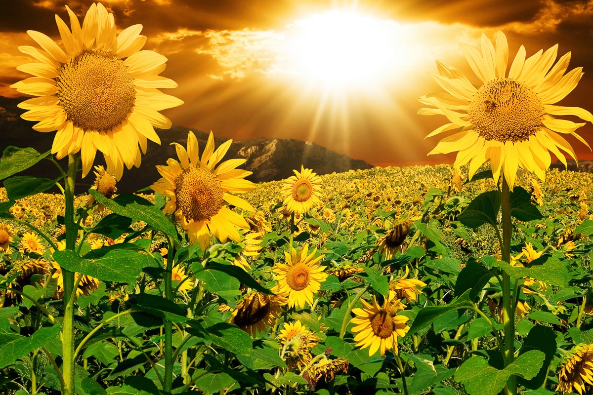 Papermoon Fototapete »Sonnenblumen« Papermoon Fototapete »Sonnenblumen« von Papermoon