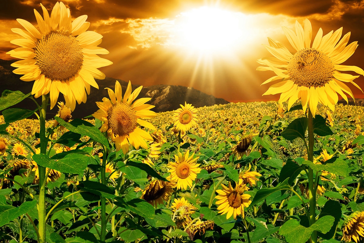 Papermoon Fototapete »Sonnenblumen« von Papermoon