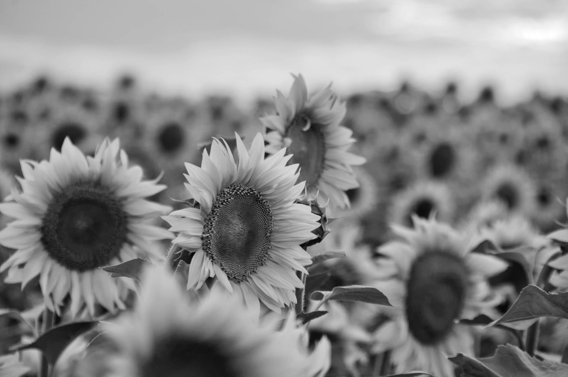 Papermoon Fototapete »Sonnenblumen Schwarz & Weiss« Papermoon Fototapete »Sonnenblumen Schwarz & Weiss« von Papermoon
