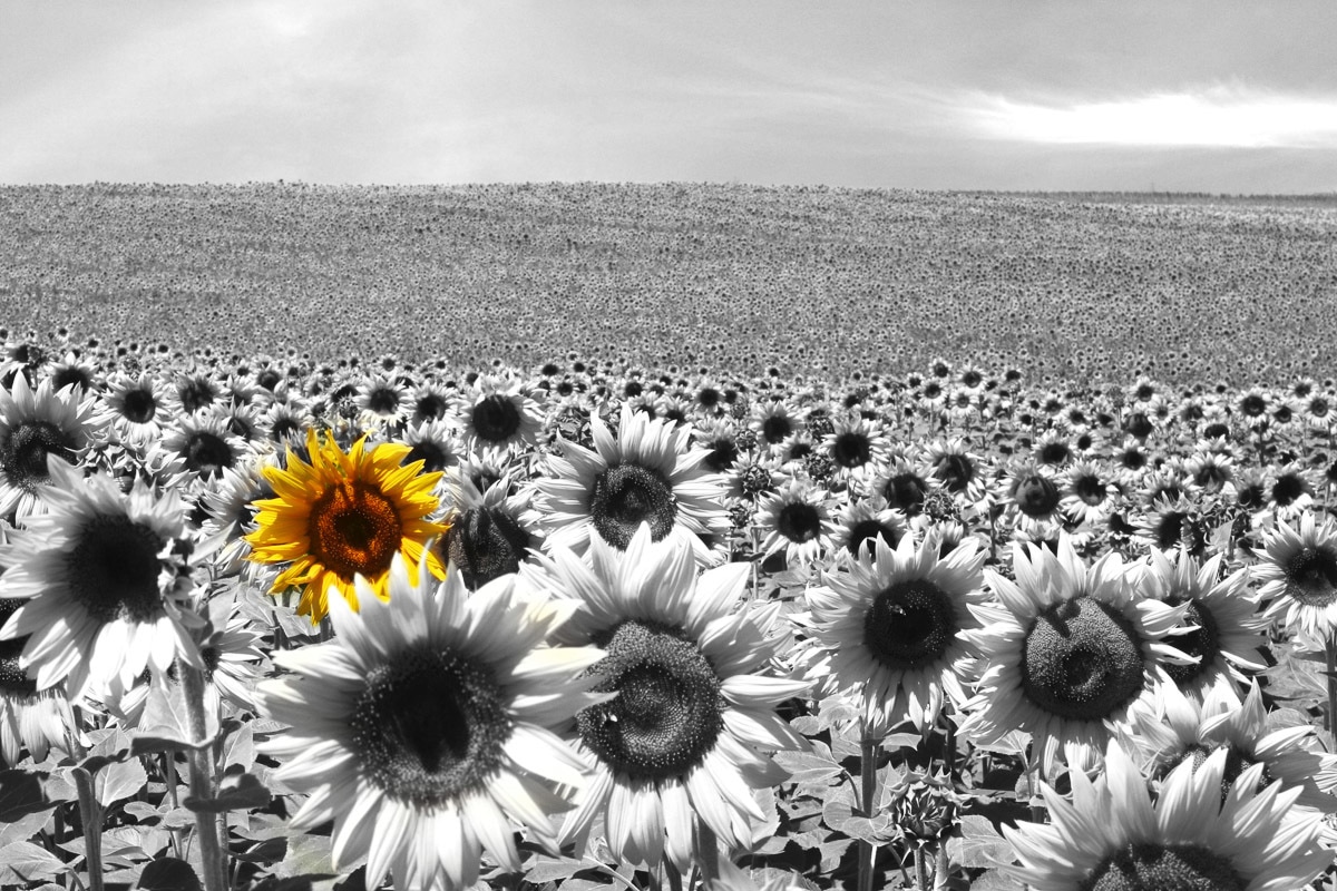Papermoon Fototapete »Sonnenblumenfeld« Papermoon Fototapete »Sonnenblumenfeld« von Papermoon