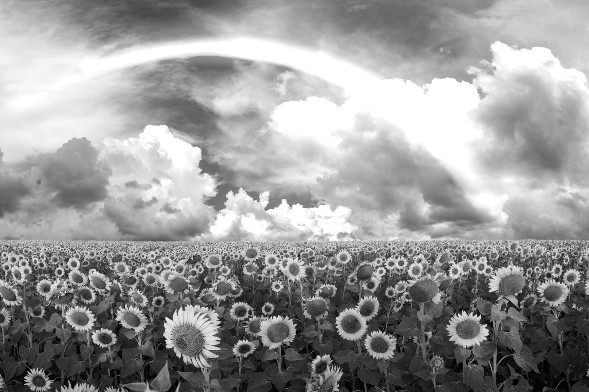 Papermoon Fototapete »Sonnenblumenfeld Schwarz & Weiss« Papermoon Fototapete »Sonnenblumenfeld Schwarz & Weiss« von Papermoon