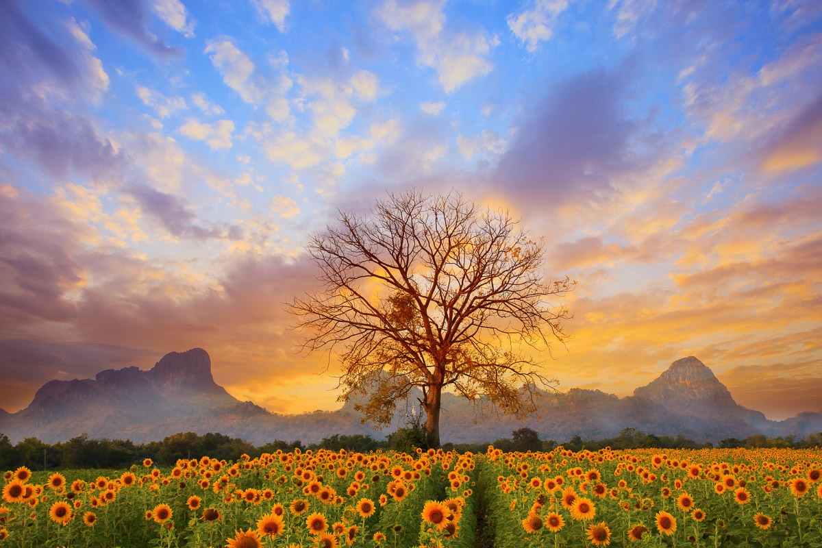 Papermoon Fototapete »Sonnenblumenlandschaft« Papermoon Fototapete »Sonnenblumenlandschaft« von Papermoon