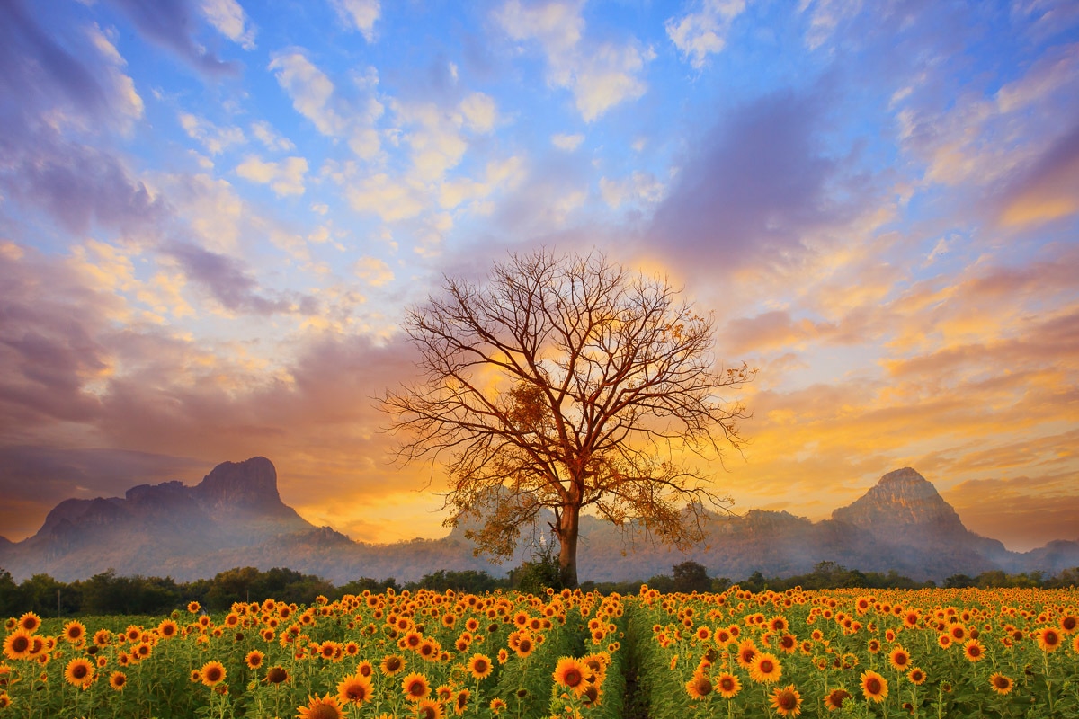 Papermoon Fototapete »Sonnenblumenlandschaft« von Papermoon