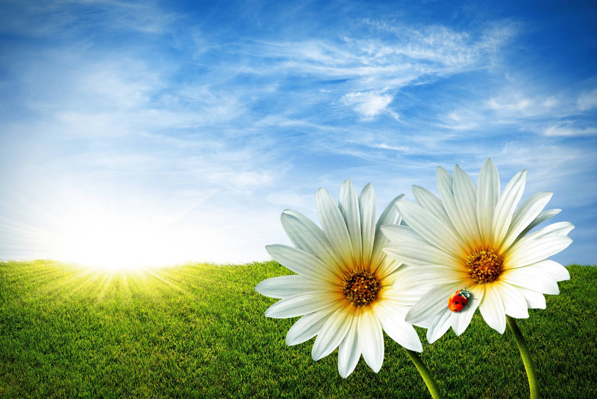 Papermoon Fototapete »Spring Daisies« Papermoon Fototapete »Spring Daisies« von Papermoon