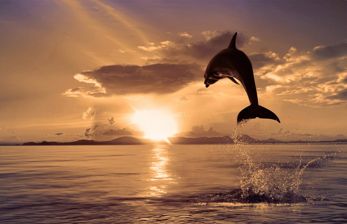 Papermoon Fototapete »Springender Delphin« von Papermoon