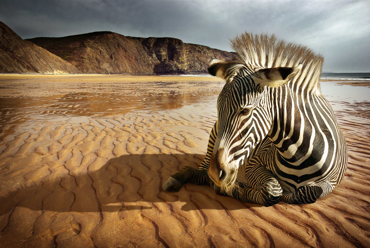 Papermoon Fototapete »Strandzebra« Papermoon Fototapete »Strandzebra« von Papermoon