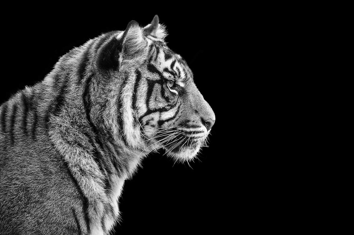 Papermoon Fototapete »Sumatra-Tiger-Porträt« Papermoon Fototapete »Sumatra-Tiger-Porträt« von Papermoon