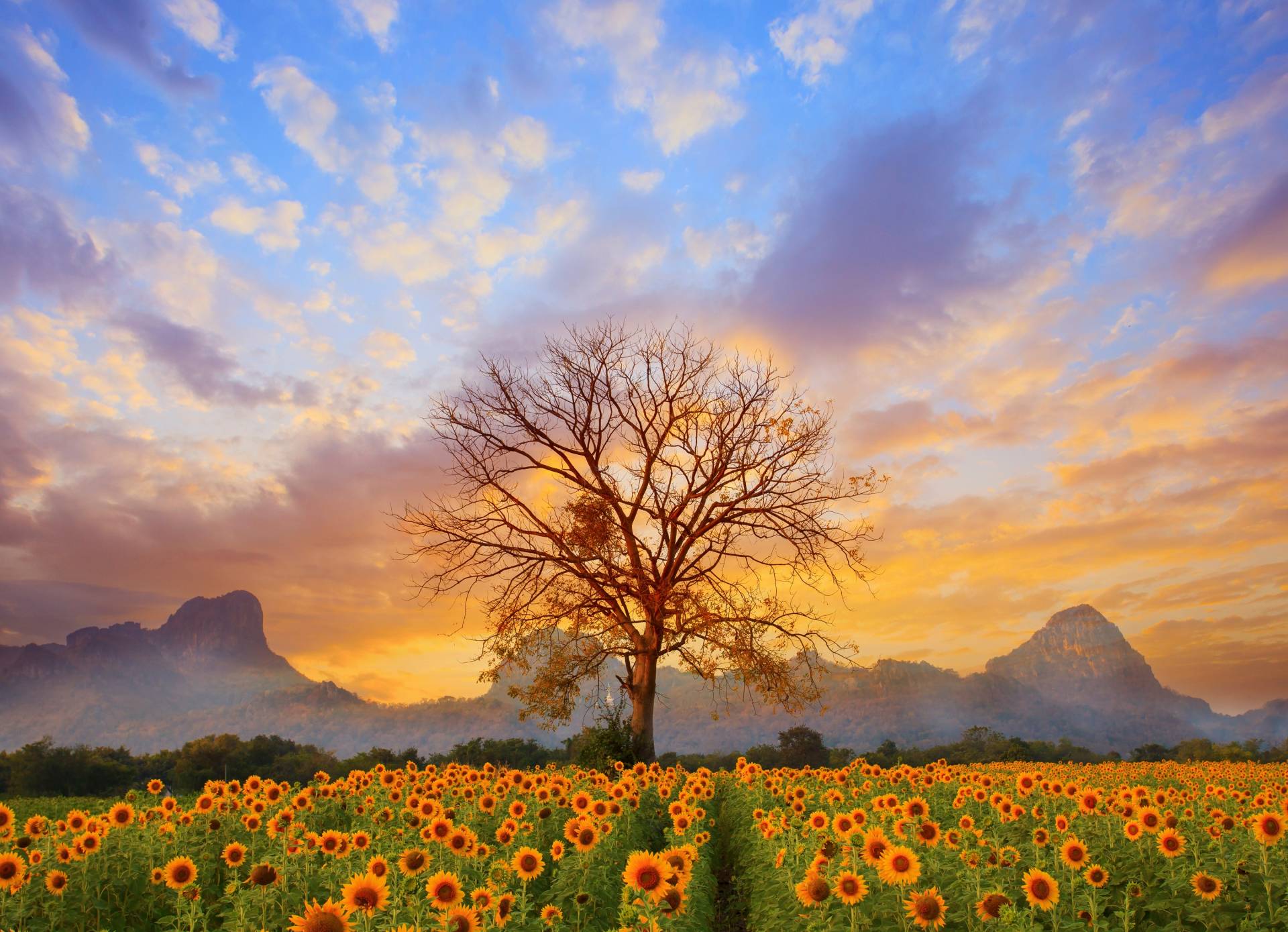 Papermoon Fototapete »Sunflower Field« Papermoon Fototapete »Sunflower Field« von Papermoon