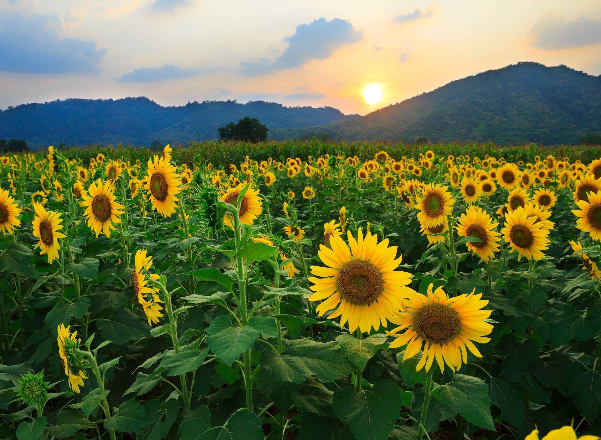 Papermoon Fototapete »Sunflower Field« von Papermoon