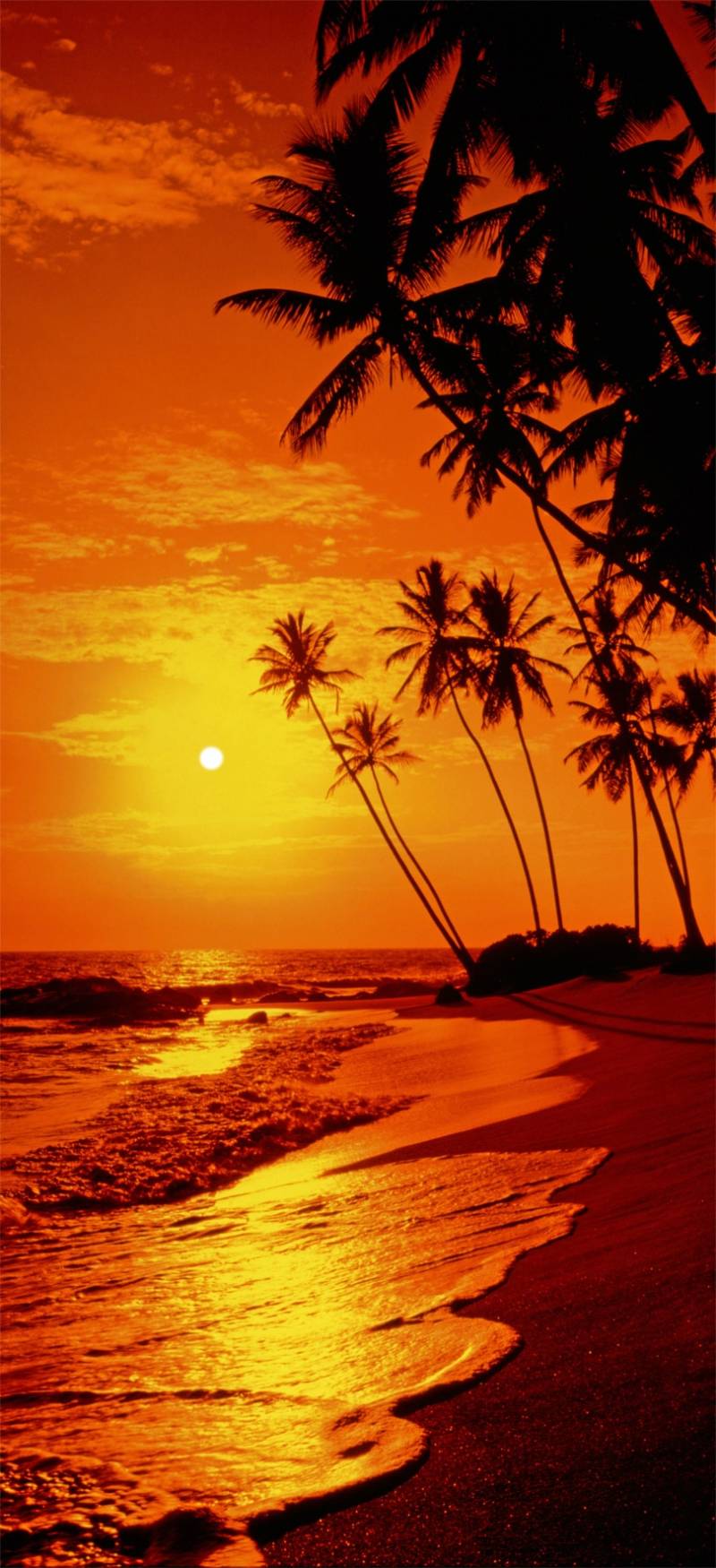 Papermoon Fototapete »Sunny Palms - Türtapete«, matt von Papermoon