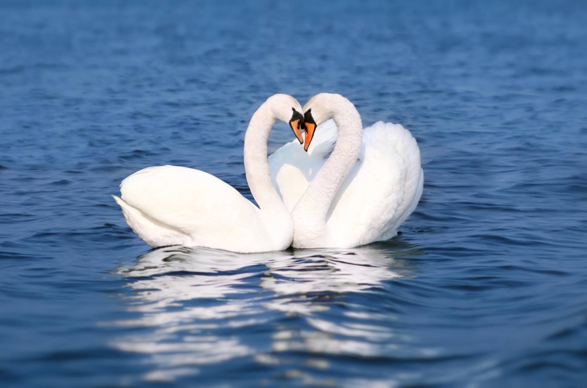 Papermoon Fototapete »Swan Love Couple« von Papermoon