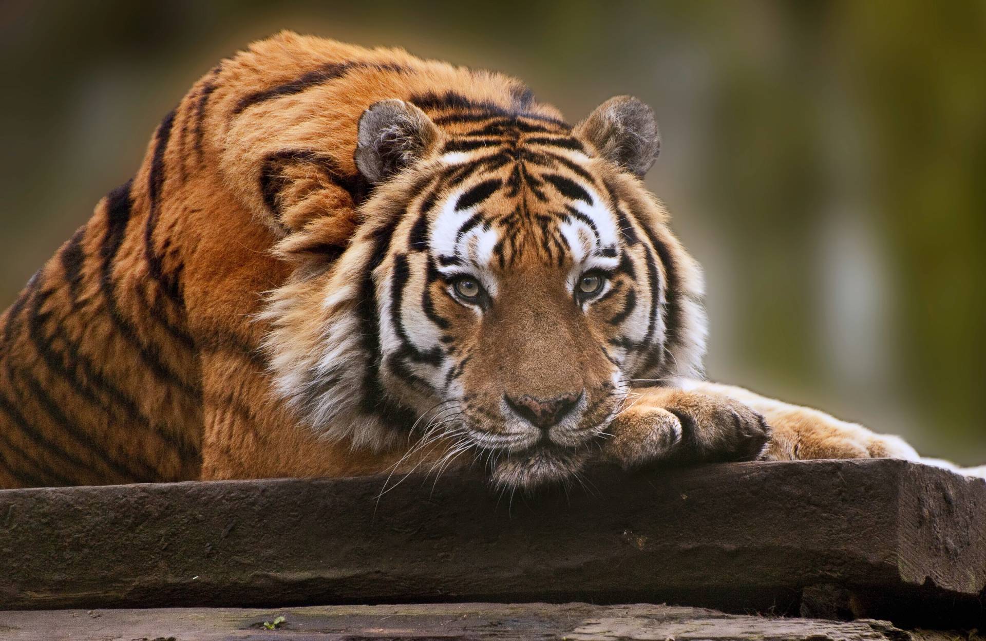 Papermoon Fototapete »TIGER-NATUR LÖWE GEPARD PUMA JAGUAR DSCHUNGEL TIERE XXL« Papermoon Fototapete »TIGER-NATUR LÖWE GEPARD PUMA JAGUAR DSCHUNGEL TIERE XXL« von Papermoon