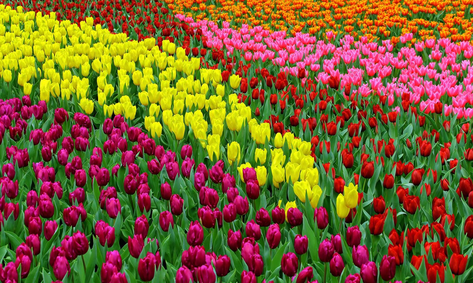 Papermoon Fototapete »TULPEN FELD-BLUMEN PFLANZEN BLÜTEN NATUR MUSTER DEKOR« Papermoon Fototapete »TULPEN FELD-BLUMEN PFLANZEN BLÜTEN NATUR MUSTER DEKOR« von Papermoon