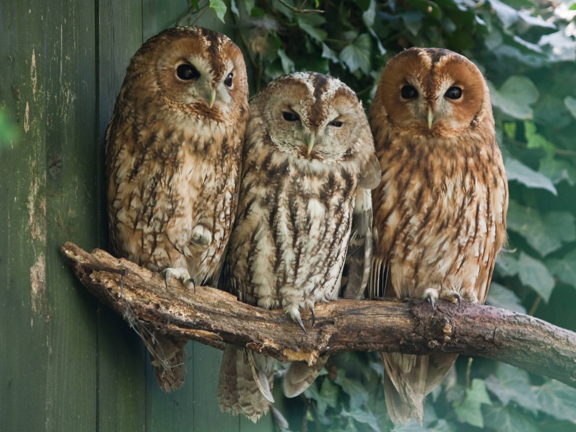 Papermoon Fototapete »Tawny Owls« von Papermoon
