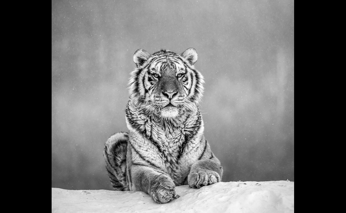 Papermoon Fototapete »Tiger Portrait Schwarz & Weiss« Papermoon Fototapete »Tiger Portrait Schwarz & Weiss« von Papermoon