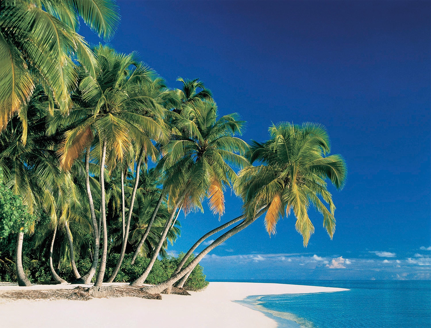 Papermoon Fototapete »Tropical Palms« von Papermoon