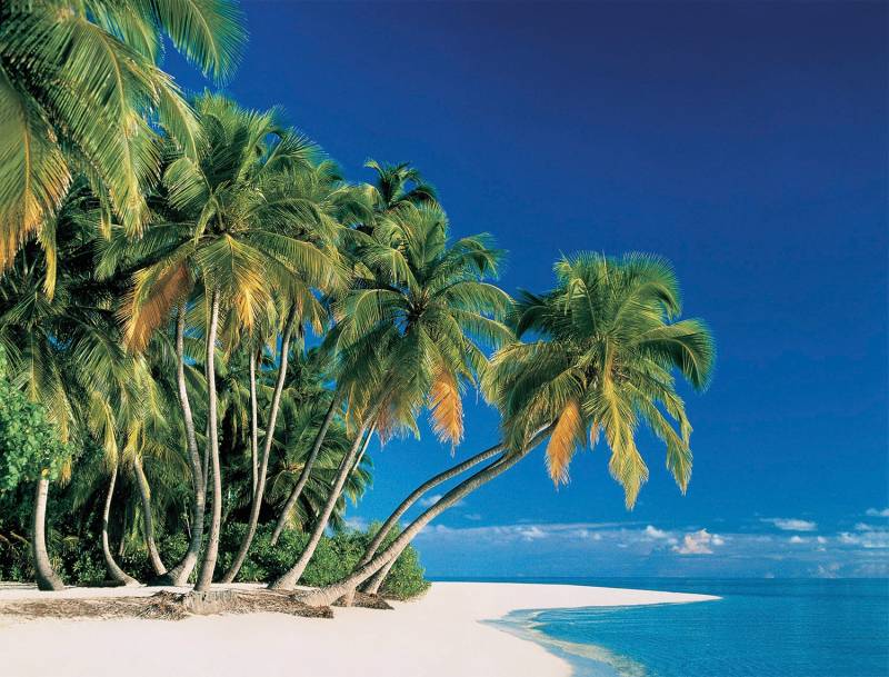 Papermoon Fototapete »Tropical Palms« von Papermoon