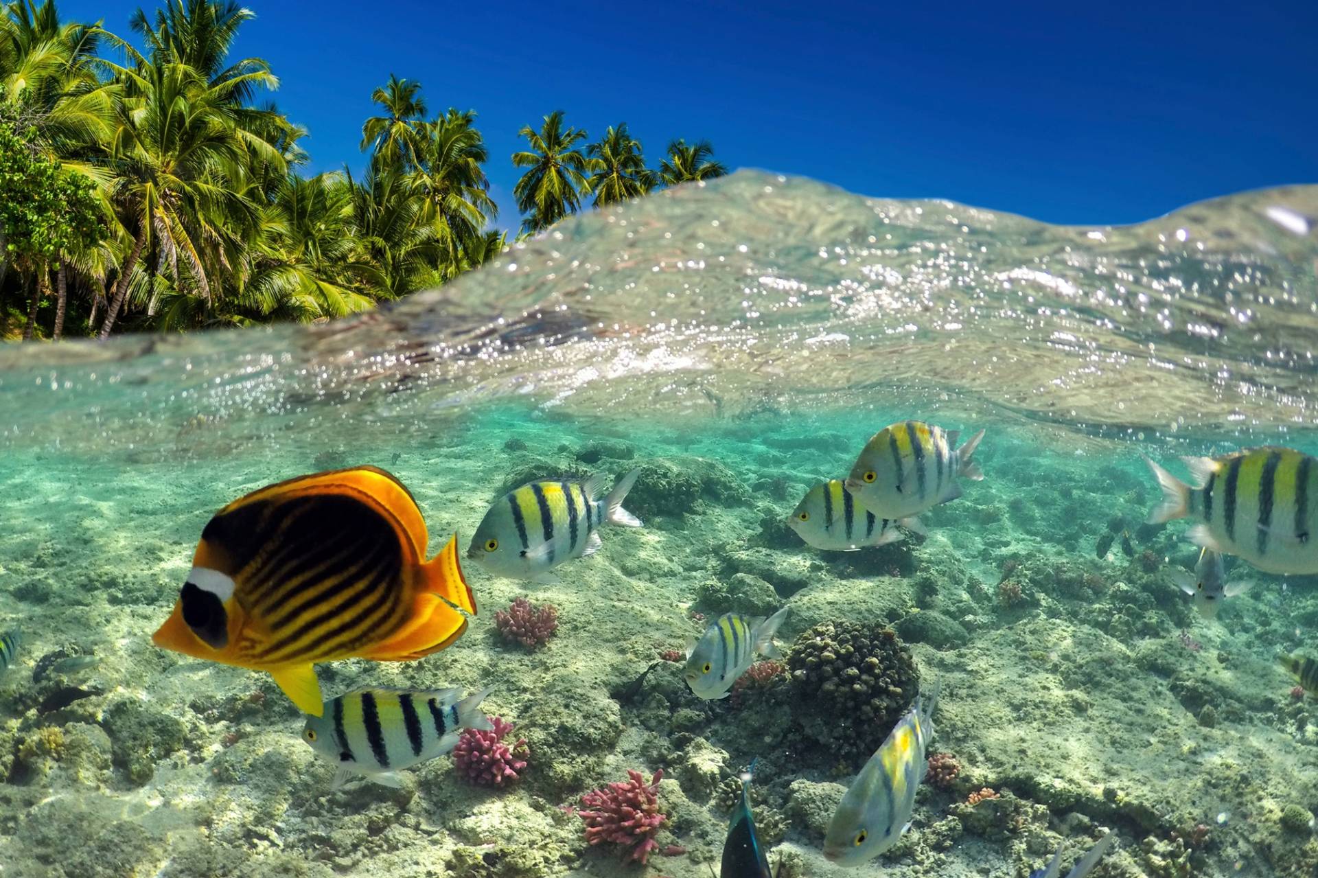 Papermoon Fototapete »UNTERWASSER-WELT-FISCHE KORALLE SEE MEER PALMEN DÜNEN« von Papermoon