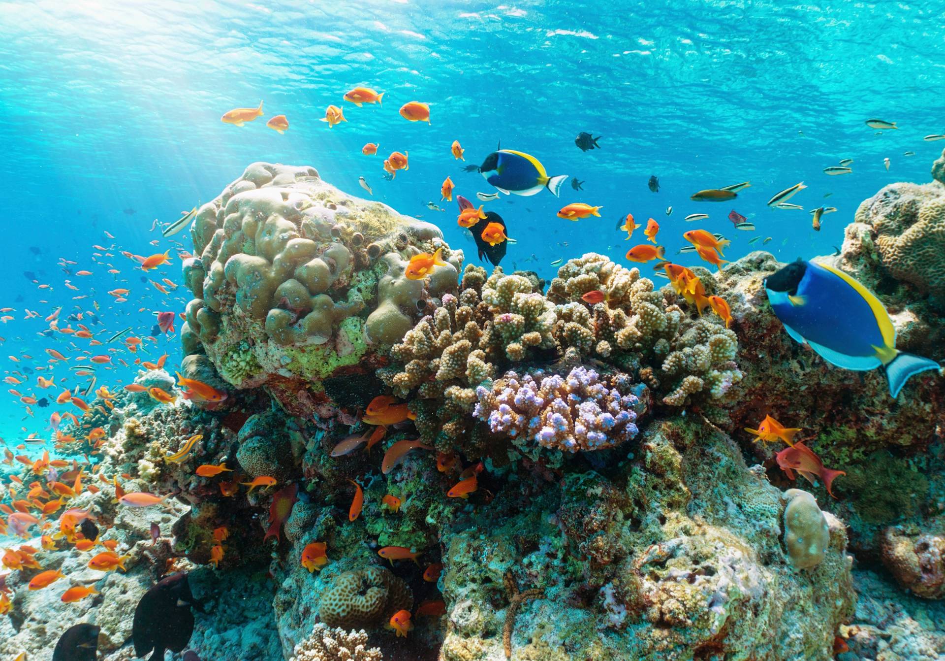 Papermoon Fototapete »UNTERWASSER-WELT-GOURAMI FISCHE KORALLE SEE MEER TIERE« von Papermoon