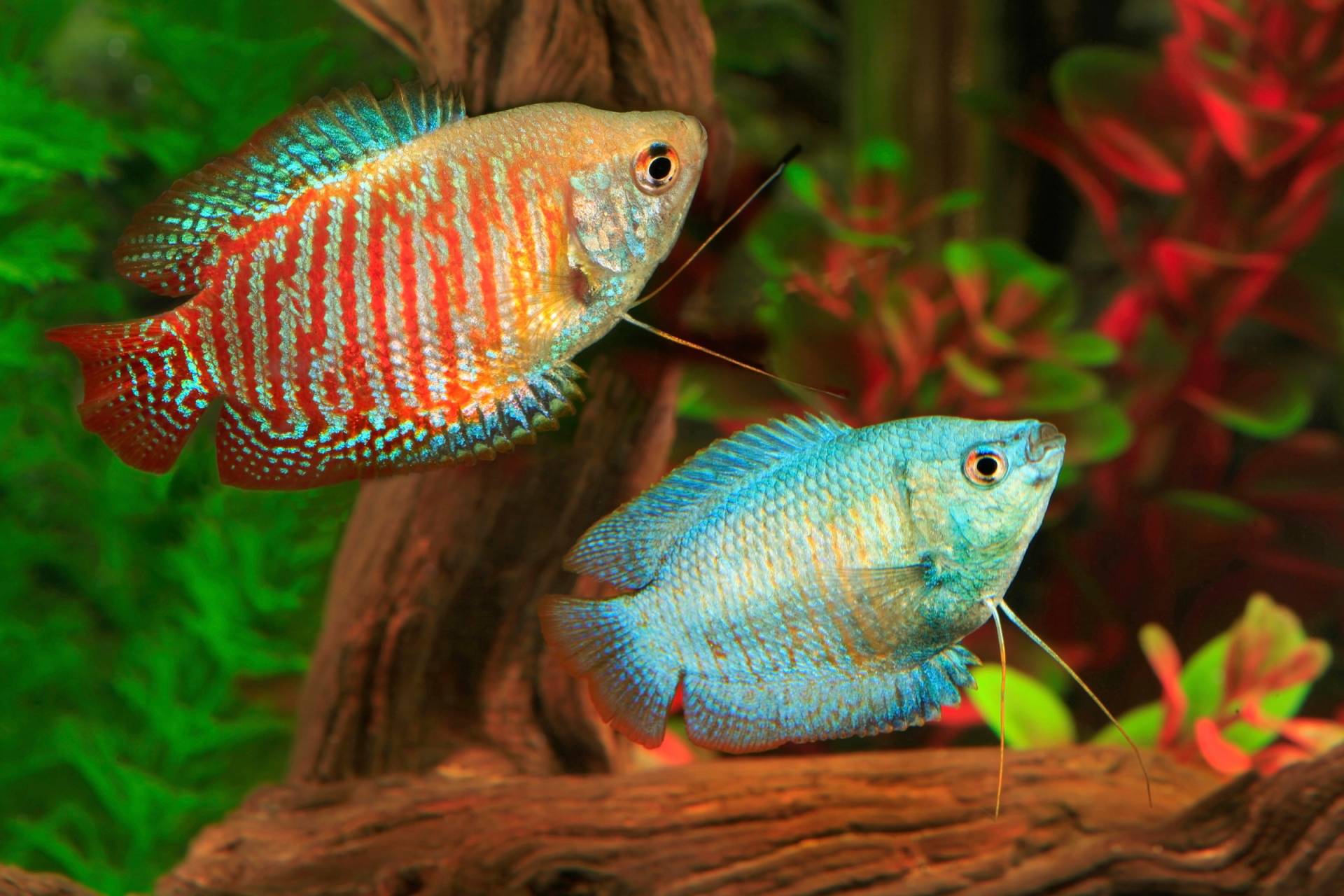 Papermoon Fototapete »UNTERWASSER-WELT-GOURAMI FISCHE KORALLE SEE MEER TIERE« Papermoon Fototapete »UNTERWASSER-WELT-GOURAMI FISCHE KORALLE SEE MEER TIERE« von Papermoon