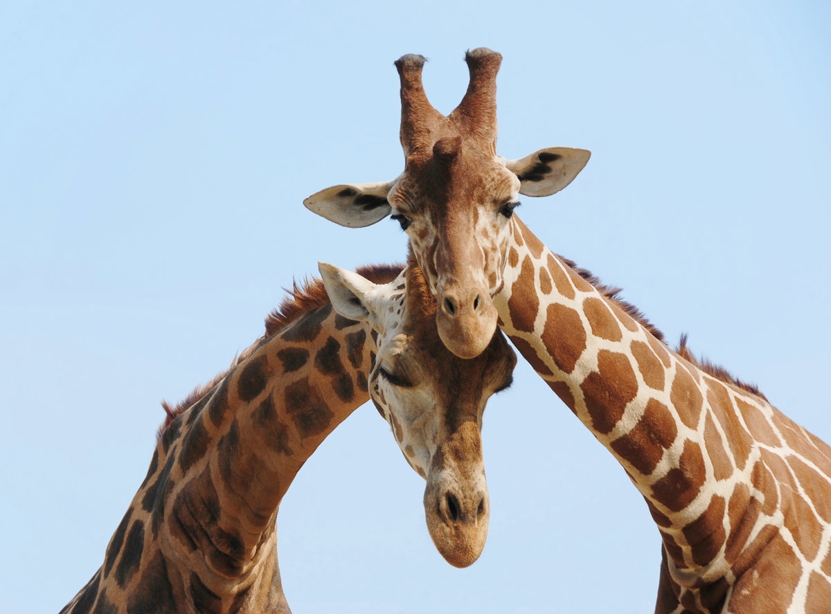 Papermoon Fototapete »Verliebte Giraffen« von Papermoon