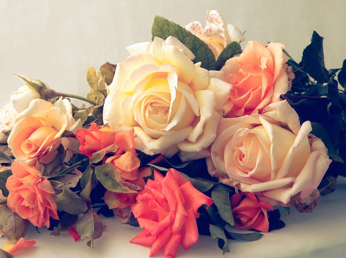 Papermoon Fototapete »Vintage Rosen« von Papermoon