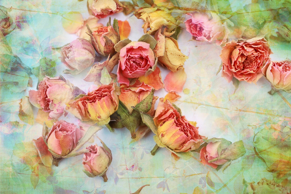 Papermoon Fototapete »Vintage Rosen« Papermoon Fototapete »Vintage Rosen« von Papermoon
