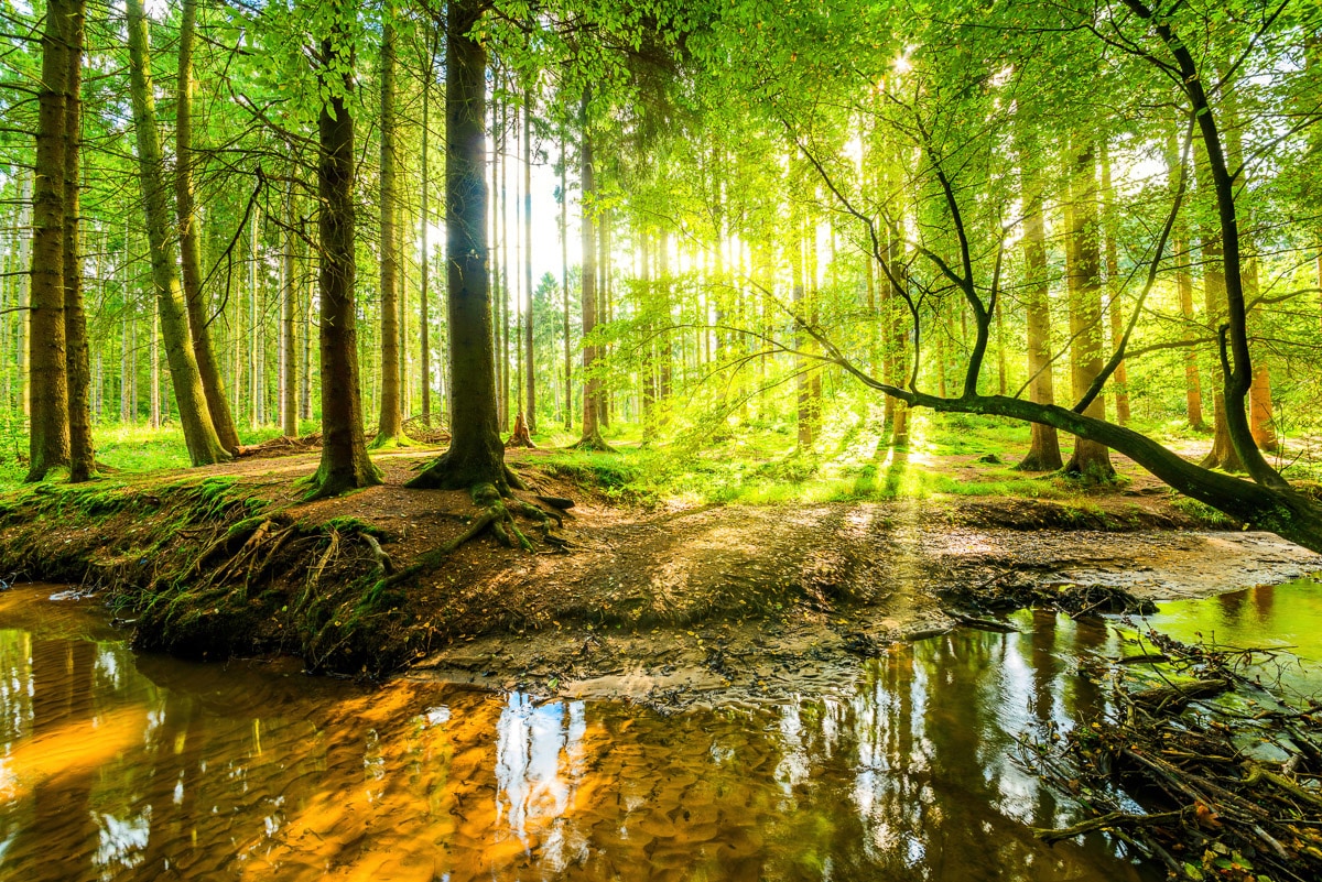 Papermoon Fototapete »WALD-HERBST NATUR LANDSCHAFT BÄUME DSCHUNGEL SEE BIRKEN« Papermoon Fototapete »WALD-HERBST NATUR LANDSCHAFT BÄUME DSCHUNGEL SEE BIRKEN« von Papermoon