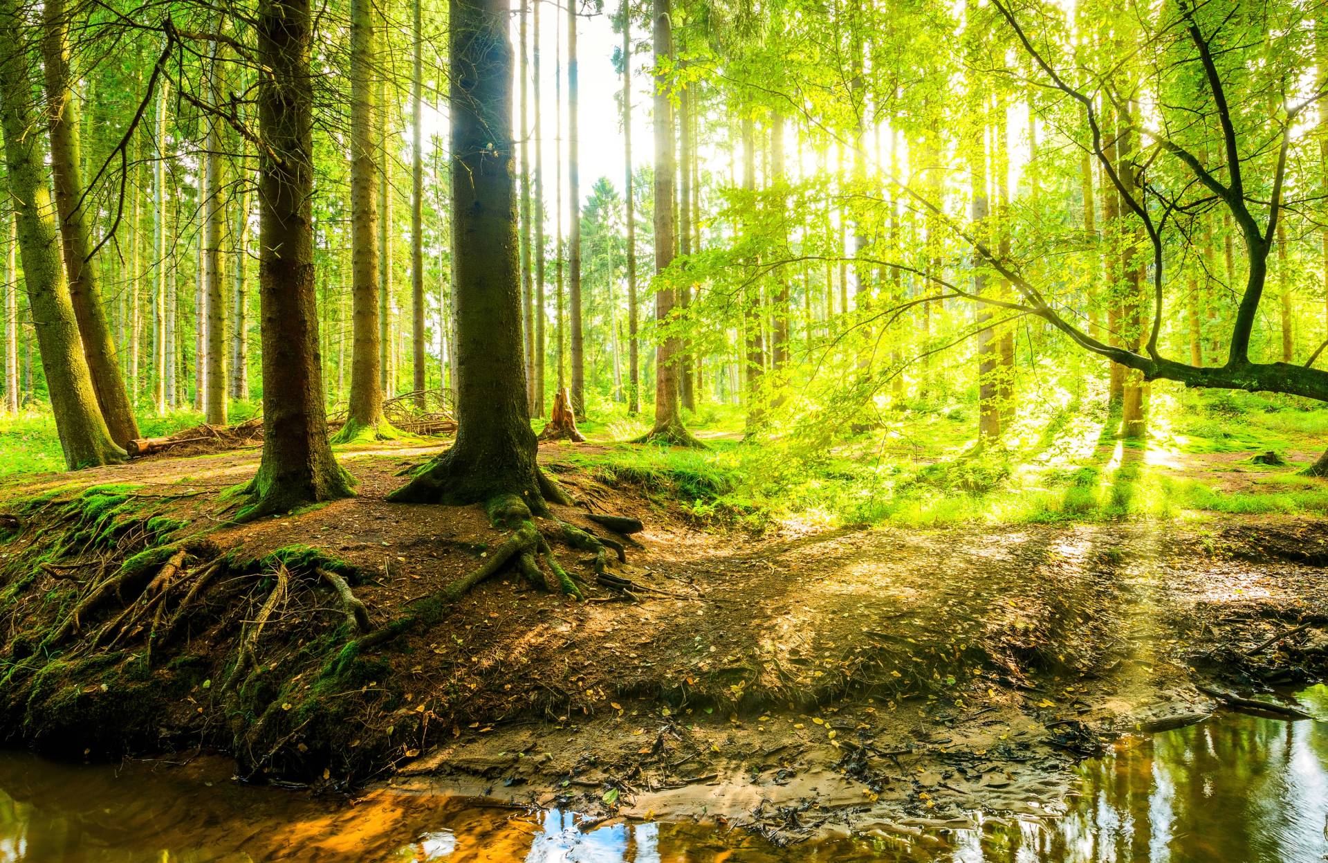 Papermoon Fototapete »WALD IM FRÜHLING SONNENLICHT« von Papermoon