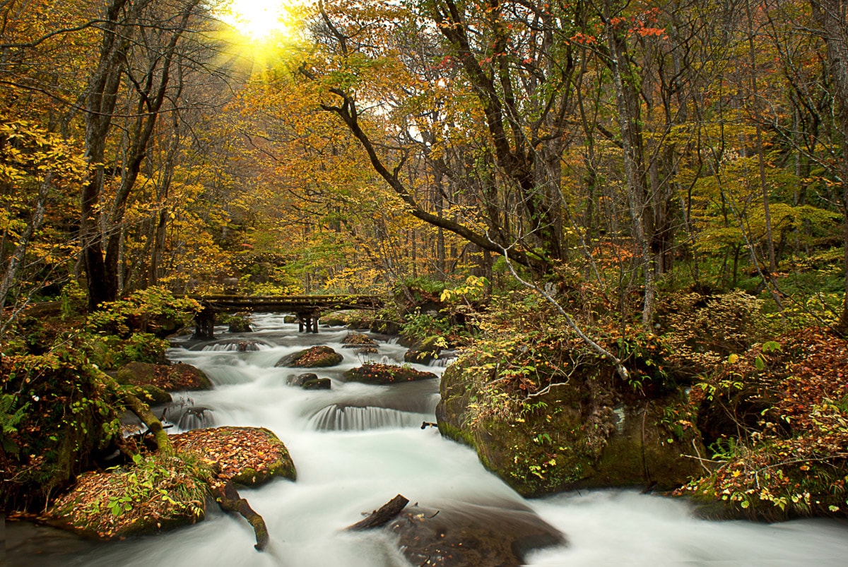 Papermoon Fototapete »WALD-NATUR BÄUME WASSERFALL DSCHUNGEL HERBSTLANDSCHAFT« von Papermoon