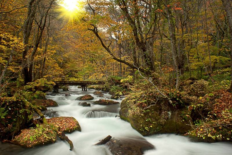 Papermoon Fototapete »WALD-NATUR BÄUME WASSERFALL DSCHUNGEL HERBSTLANDSCHAFT« von Papermoon