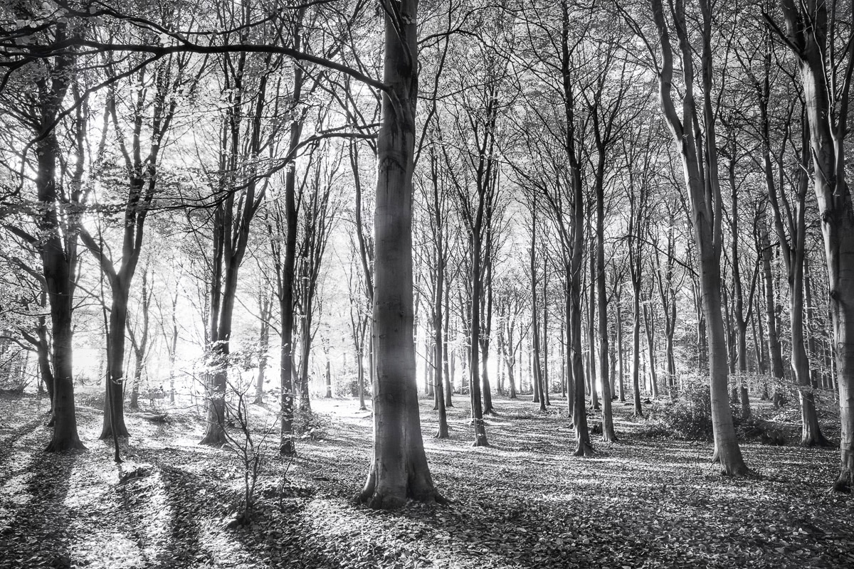 Papermoon Fototapete »Wald Schwarz & Weiss« Papermoon Fototapete »Wald Schwarz & Weiss« von Papermoon