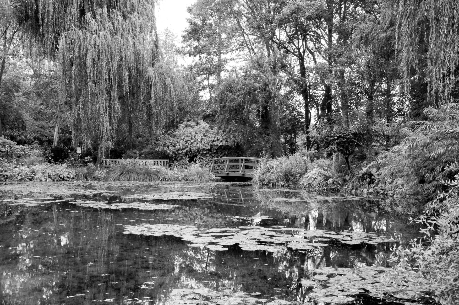 Papermoon Fototapete »Wald Schwarz & Weiss« Papermoon Fototapete »Wald Schwarz & Weiss« von Papermoon