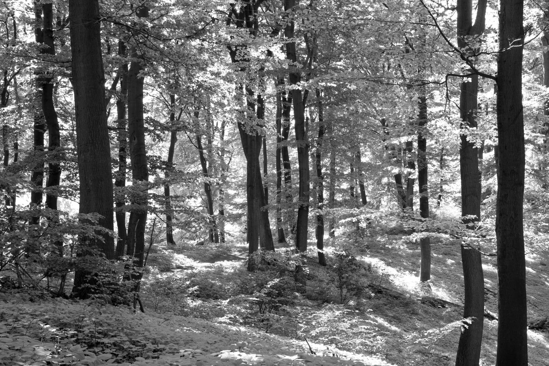 Papermoon Fototapete »Wald Schwarz & Weiss« von Papermoon