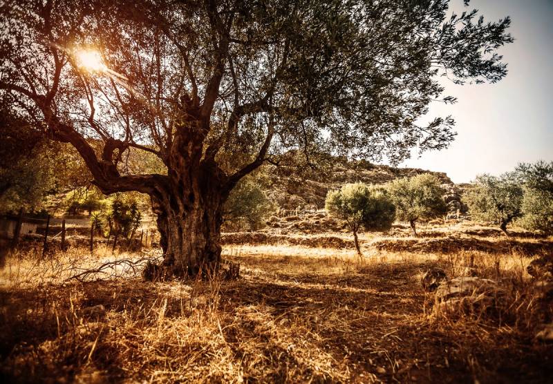 Papermoon Fototapete »Wald in Landschaft« von Papermoon