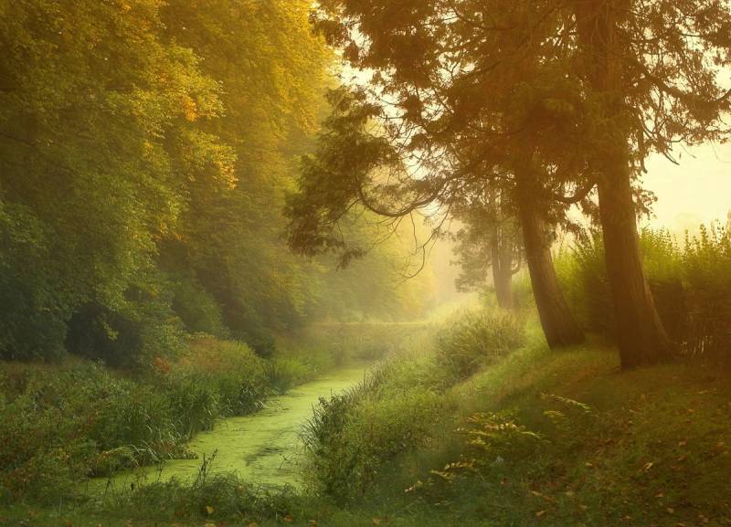 Papermoon Fototapete »Wald mit Fluss« von Papermoon
