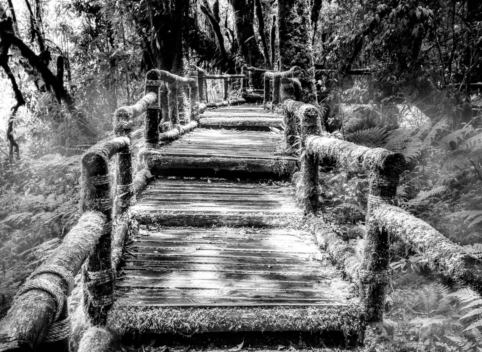 Papermoon Fototapete »Waldbrücke Schwarz & Weiss« Papermoon Fototapete »Waldbrücke Schwarz & Weiss« von Papermoon