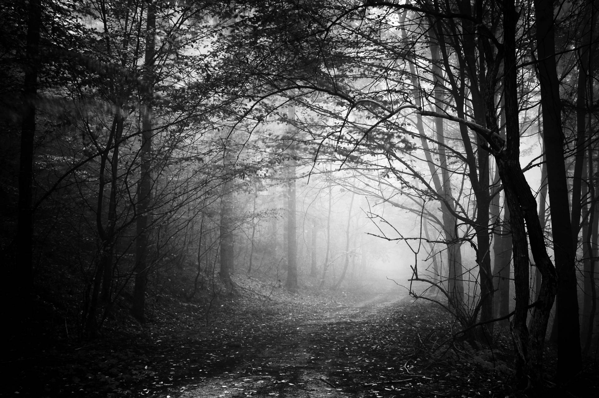 Papermoon Fototapete »Waldweg Schwarz & Weiss« Papermoon Fototapete »Waldweg Schwarz & Weiss« von Papermoon