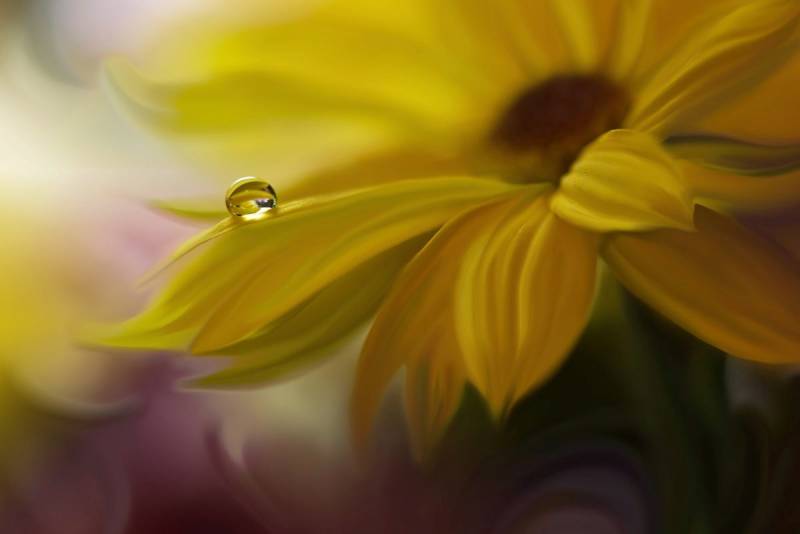 Papermoon Fototapete »Wasssertropfen auf Blume« von Papermoon