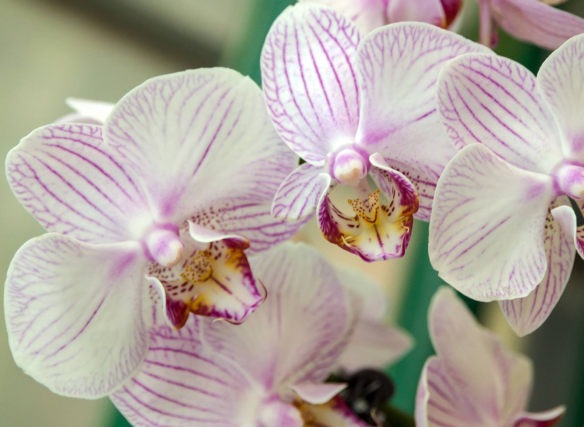 Papermoon Fototapete »White Orchid« von Papermoon