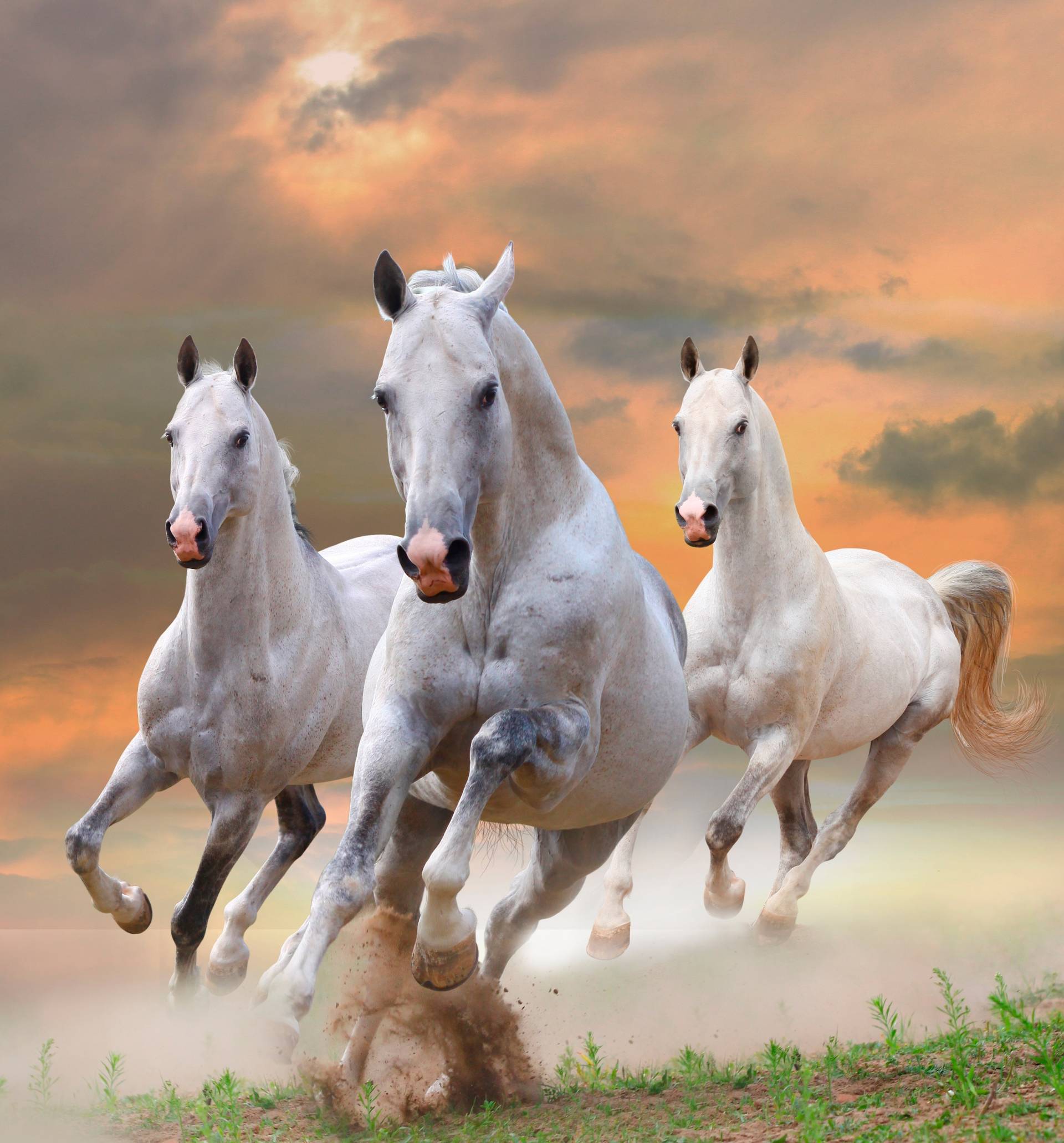Papermoon Fototapete »White Stallions in Dust« Papermoon Fototapete »White Stallions in Dust« von Papermoon